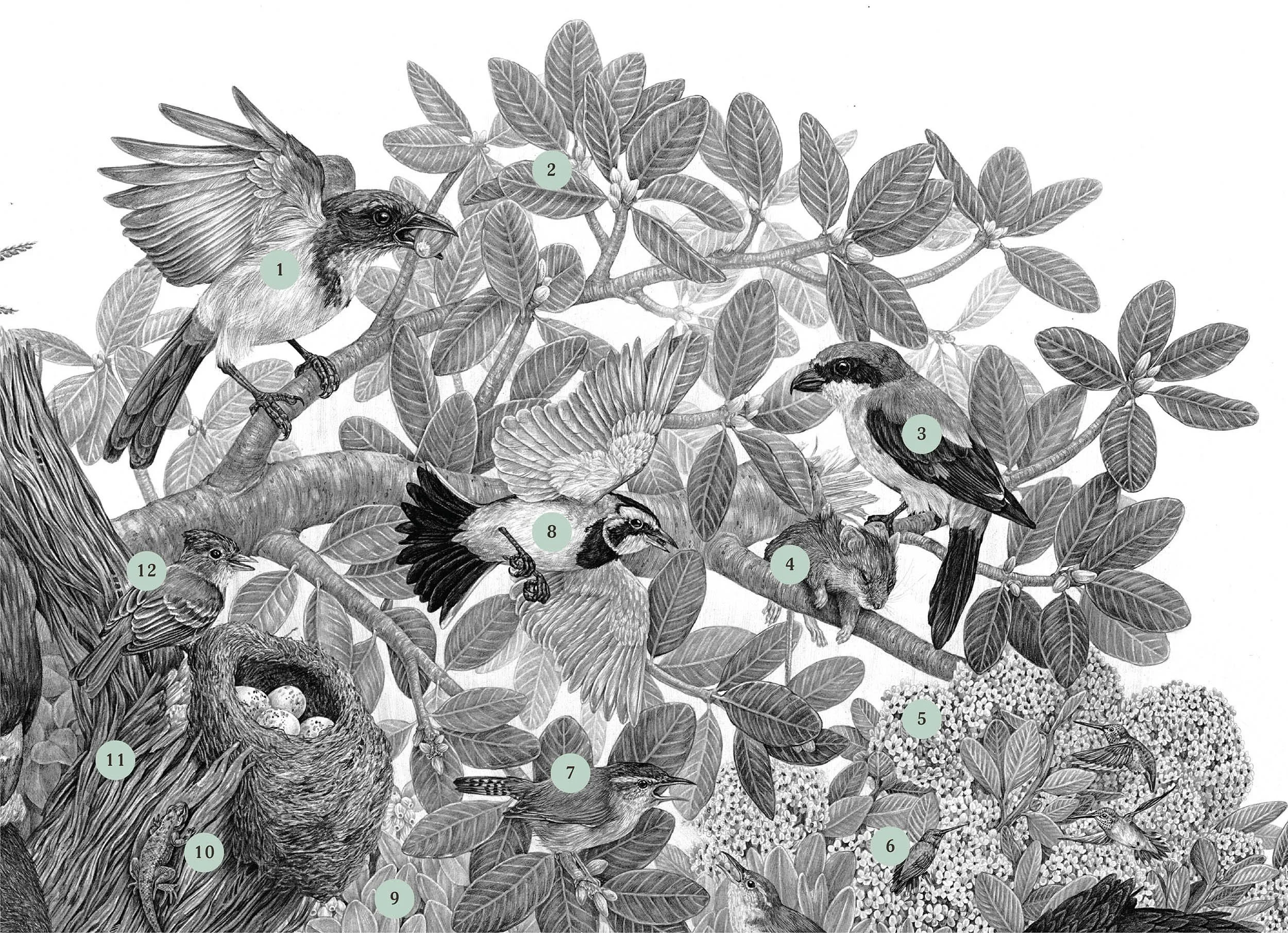 2017 | Limuw Santa Cruz Island — Zoe Keller Nature Art